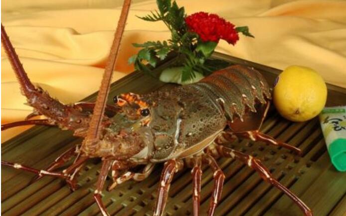 澳洲鮮活龍蝦進口報關流程介紹（澳洲龍蝦進口關稅是多少)